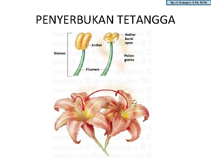 By Lili Andajani, S. Pd, M. Pd PENYERBUKAN TETANGGA 