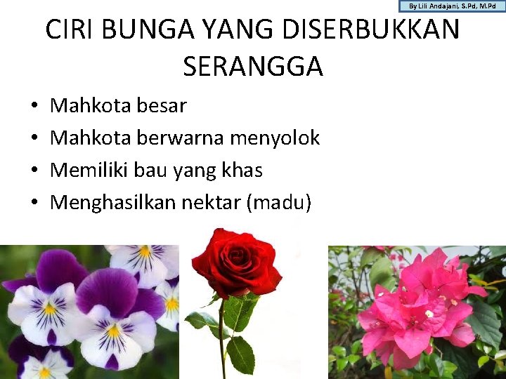 By Lili Andajani, S. Pd, M. Pd CIRI BUNGA YANG DISERBUKKAN SERANGGA • •