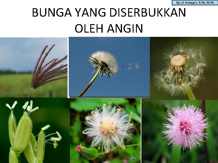 By Lili Andajani, S. Pd, M. Pd BUNGA YANG DISERBUKKAN OLEH ANGIN 