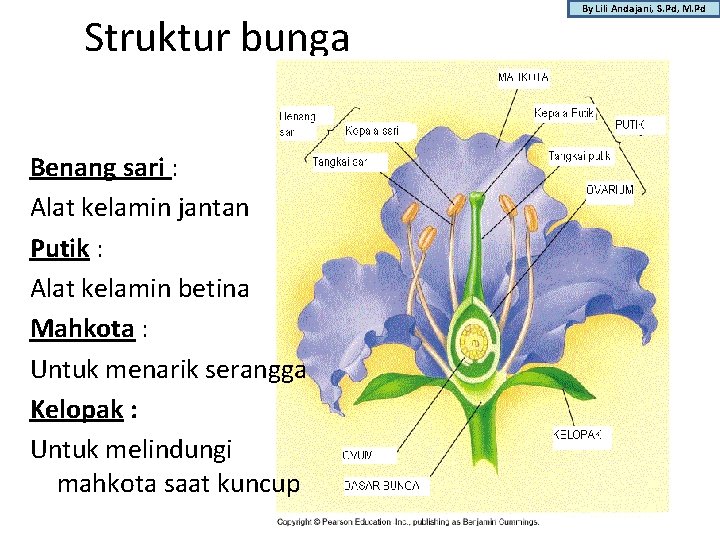 Struktur bunga Benang sari : Alat kelamin jantan Putik : Alat kelamin betina Mahkota