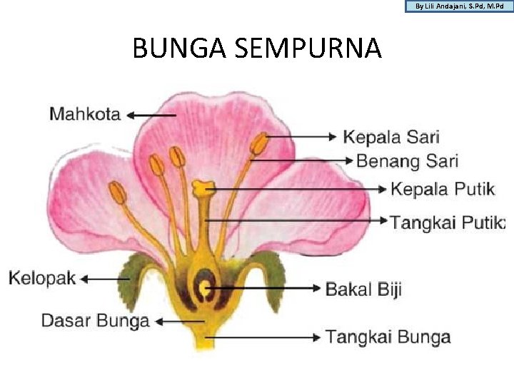 By Lili Andajani, S. Pd, M. Pd BUNGA SEMPURNA 