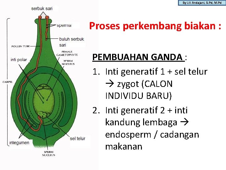 By Lili Andajani, S. Pd, M. Pd Proses perkembang biakan : PEMBUAHAN GANDA :