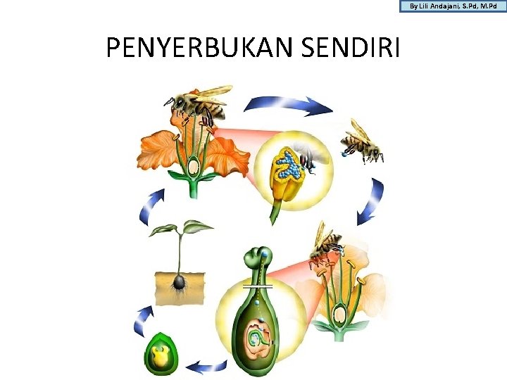 By Lili Andajani, S. Pd, M. Pd PENYERBUKAN SENDIRI 