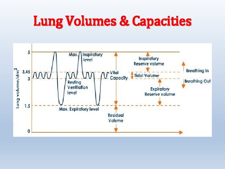 Lung Volumes & Capacities 