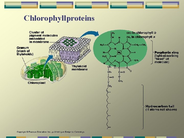 Chlorophyllproteins 