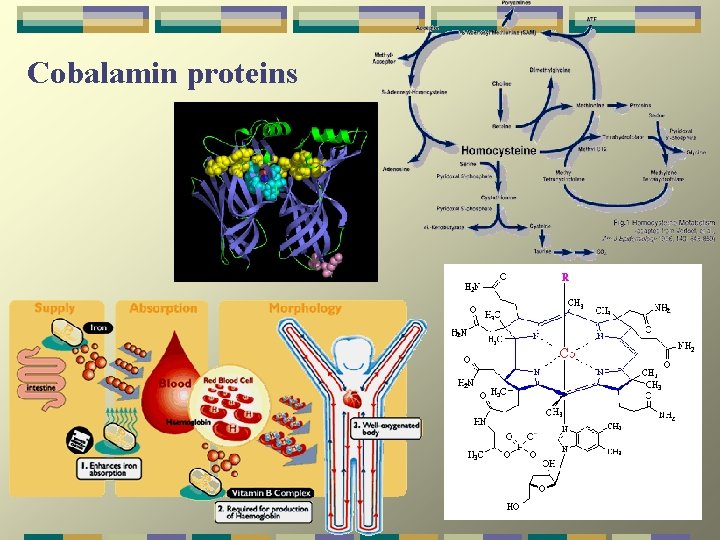 Cobalamin proteins 
