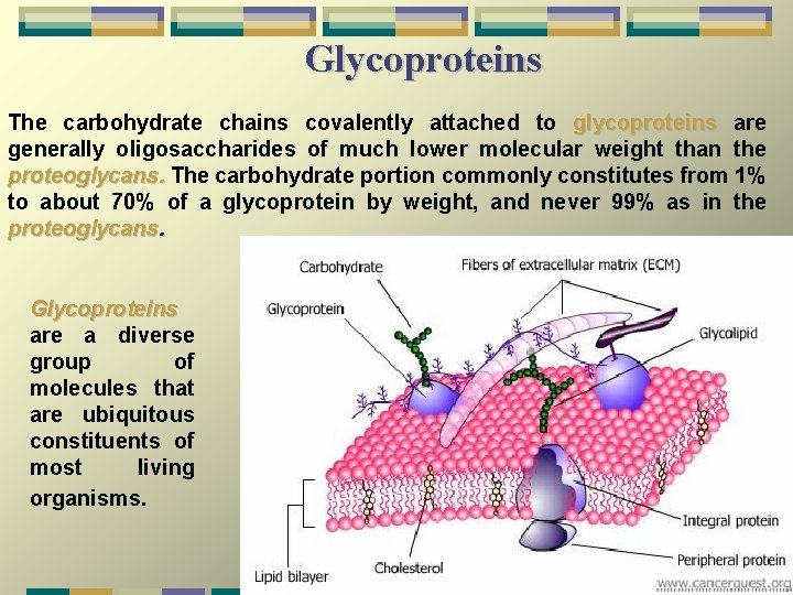 Glycoproteins The carbohydrate chains covalently attached to glycoproteins are generally oligosaccharides of much lower