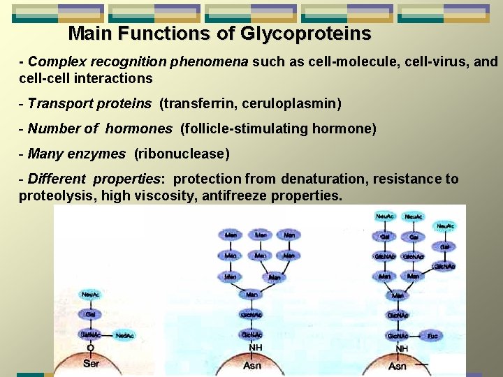 Main Functions of Glycoproteins - Complex recognition phenomena such as cell-molecule, cell-virus, and cell-cell