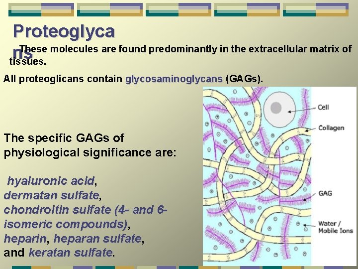 Proteoglyca These molecules are found predominantly in the extracellular matrix of ns tissues. All
