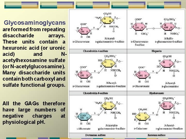  Glycosaminoglycans are formed from repeating disaccharide arrays. These units contain a hexuronic acid