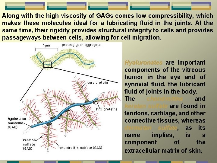 Along with the high viscosity of GAGs comes low compressibility, which makes these molecules