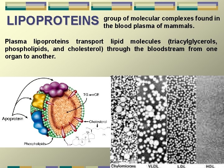 LIPOPROTEINS group of molecular complexes found in the blood plasma of mammals. Plasma lipoproteins