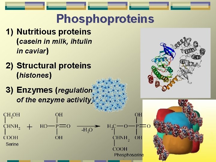 Phosphoproteins 1) Nutritious proteins (casein in milk, ihtulin in caviar) 2) Structural proteins (histones)