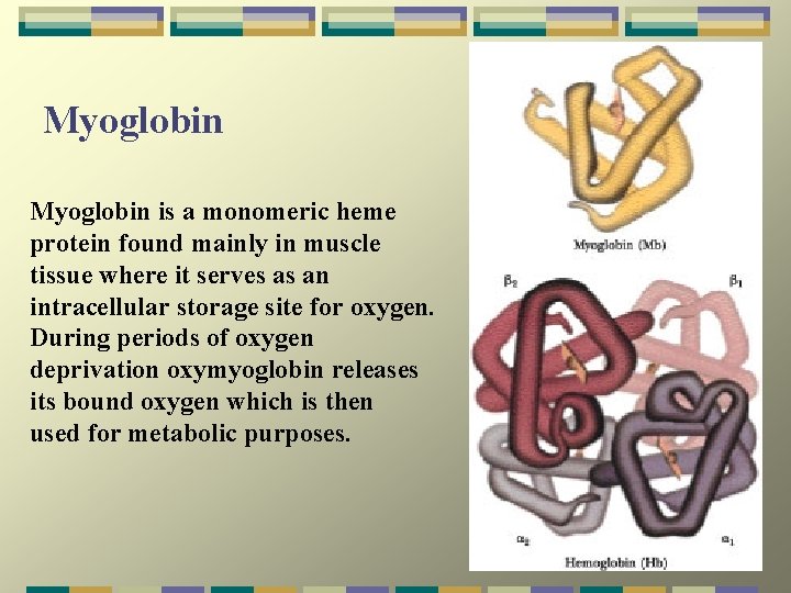 Myoglobin is a monomeric heme protein found mainly in muscle tissue where it serves