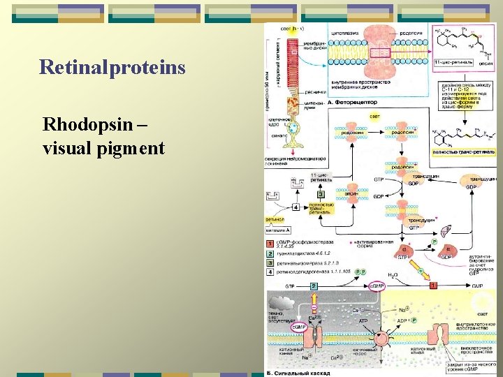 Retinalproteins Rhodopsin – visual pigment 