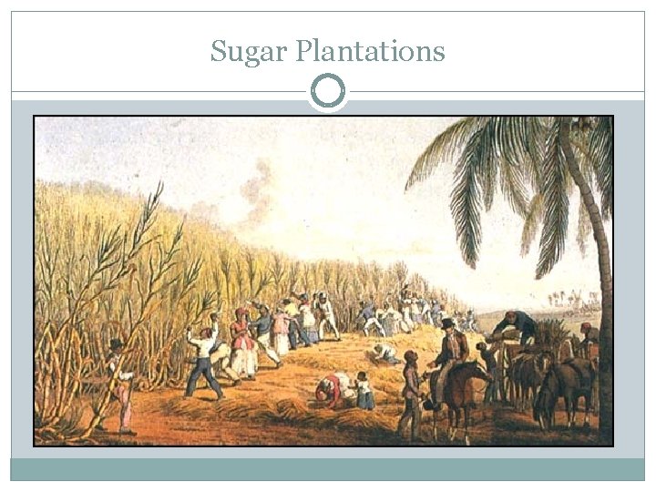 Sugar Plantations 