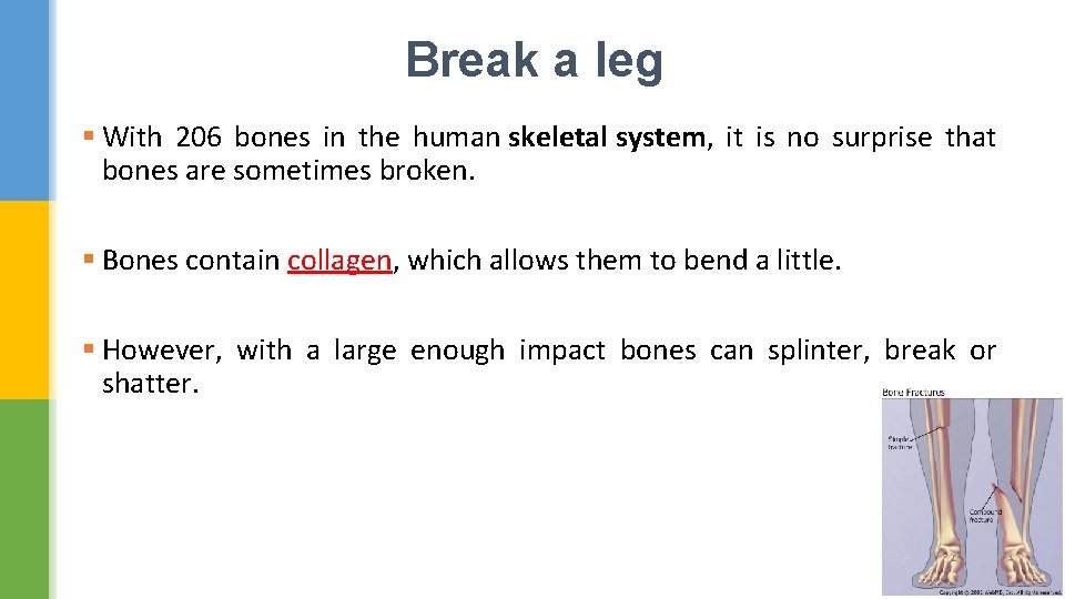 Break a leg § With 206 bones in the human skeletal system, it is