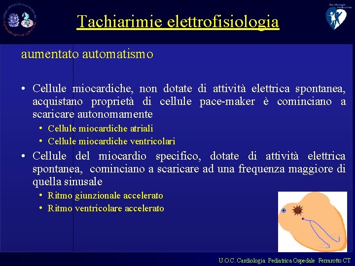 Tachiarimie elettrofisiologia aumentato automatismo • Cellule miocardiche, non dotate di attività elettrica spontanea, acquistano