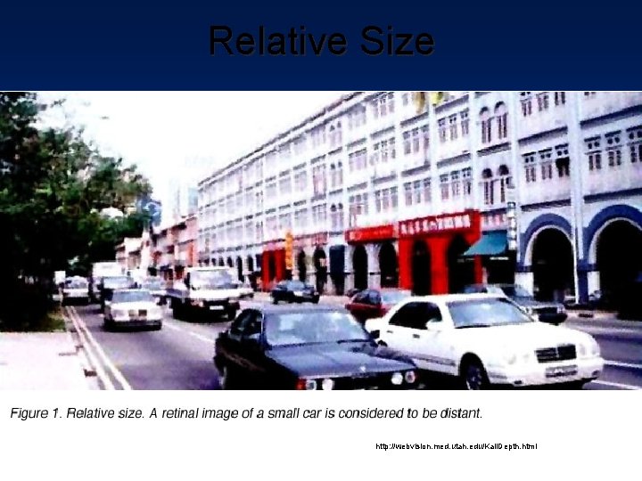 Relative Size http: //webvision. med. utah. edu/Kall. Depth. html 