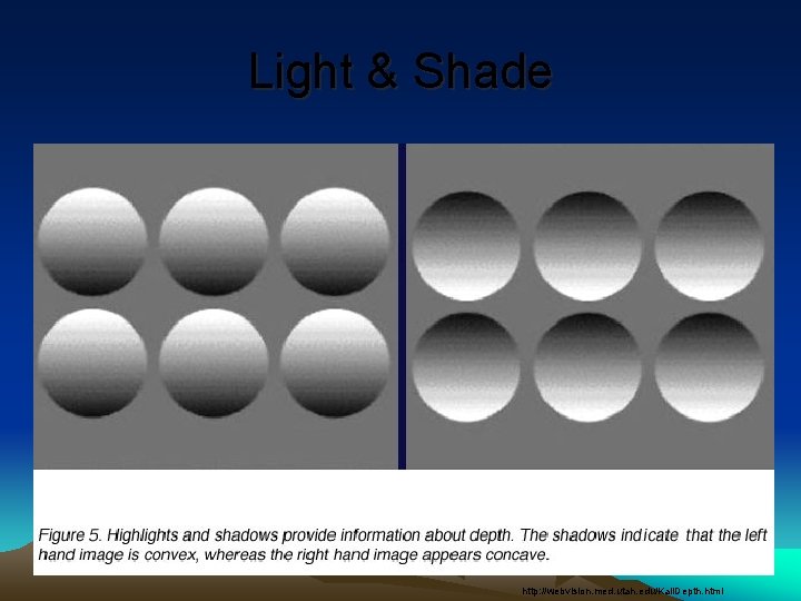 Light & Shade http: //webvision. med. utah. edu/Kall. Depth. html 