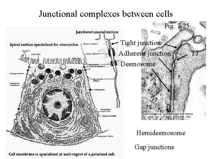 Junctional complexes between cells Fig. 7. 25 Tight junction Adherens junction Desmosome Hemidesmosome Gap