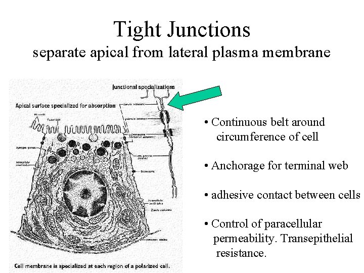 Tight Junctions separate apical from lateral plasma membrane • Continuous belt around circumference of