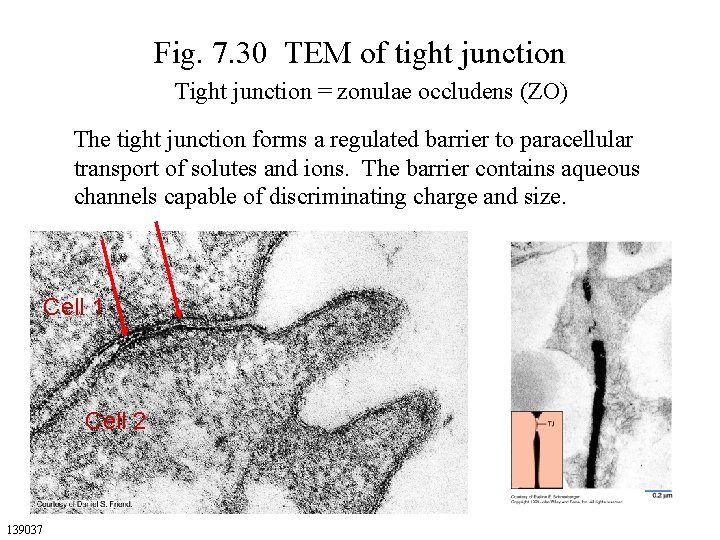 Fig. 7. 30 TEM of tight junction Tight junction = zonulae occludens (ZO) The