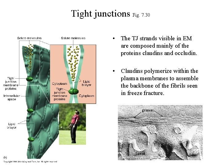 Tight junctions Fig. 7. 30 • The TJ strands visible in EM are composed