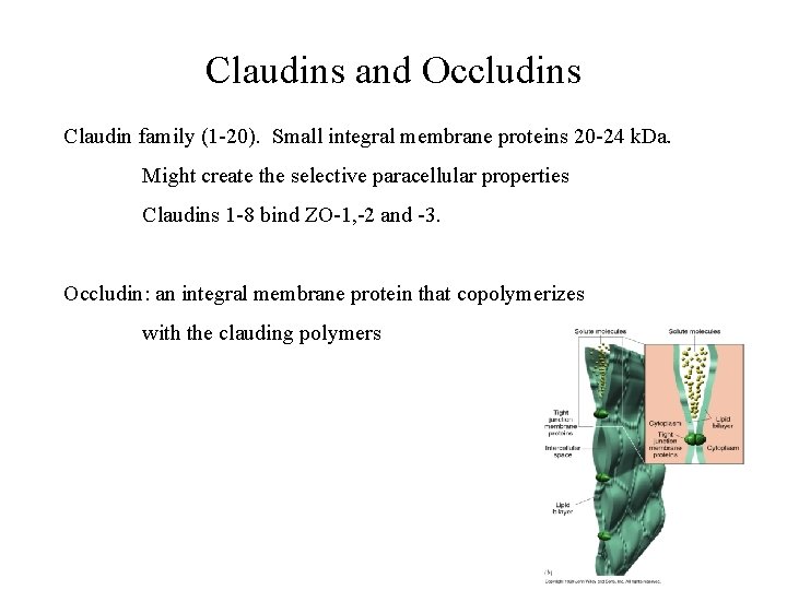 Claudins and Occludins Claudin family (1 -20). Small integral membrane proteins 20 -24 k.