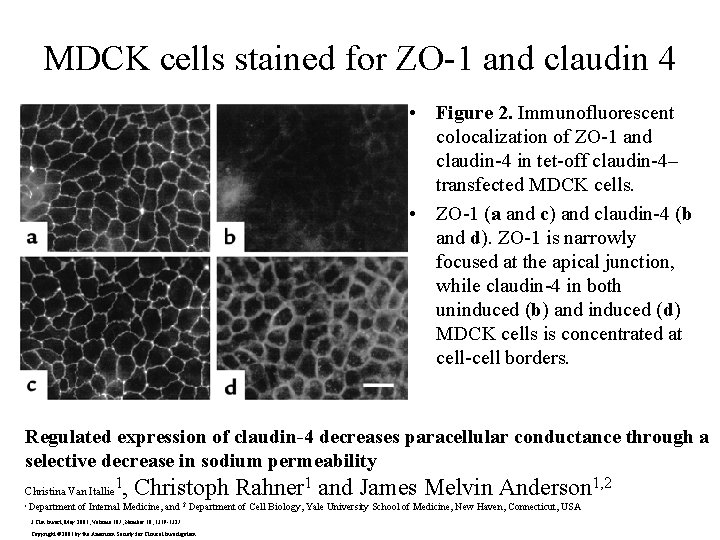 MDCK cells stained for ZO-1 and claudin 4 • Figure 2. Immunofluorescent colocalization of