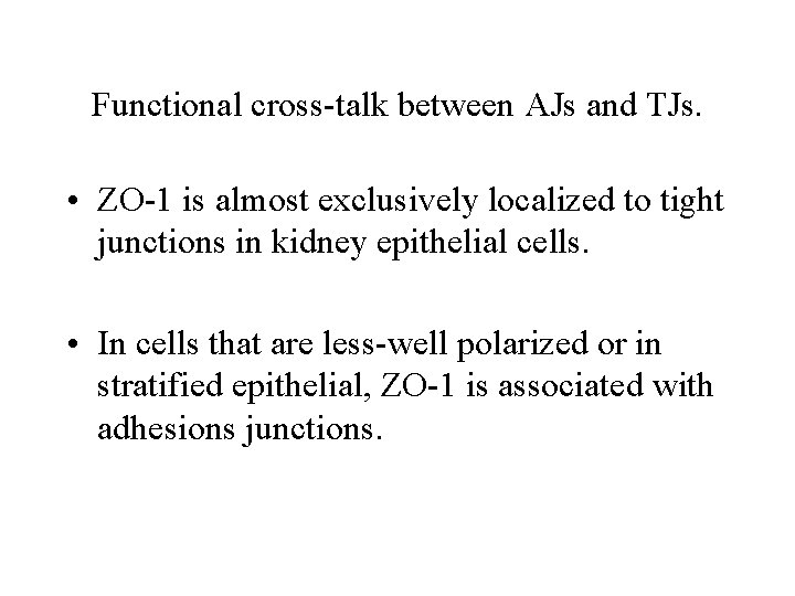 Functional cross-talk between AJs and TJs. • ZO-1 is almost exclusively localized to tight