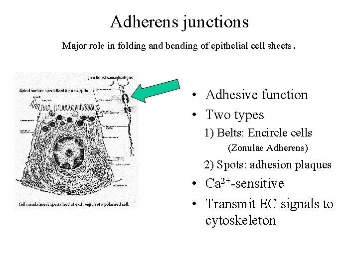 Adherens junctions Major role in folding and bending of epithelial cell sheets . •