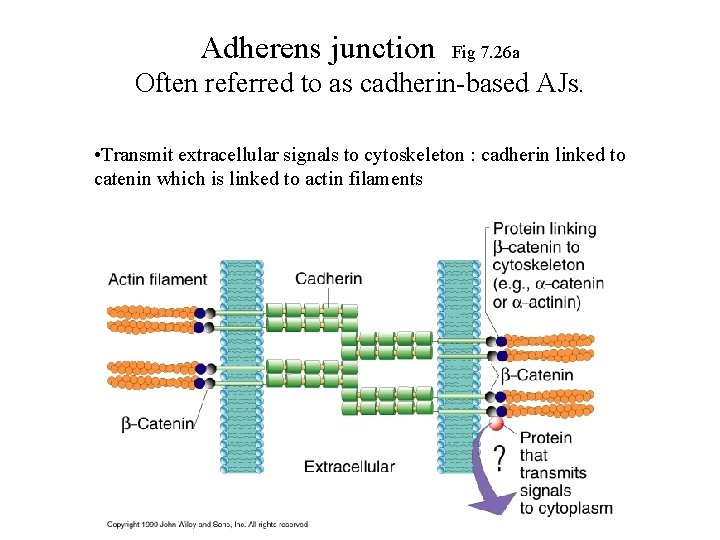 Adherens junction Fig 7. 26 a Often referred to as cadherin-based AJs. • Transmit