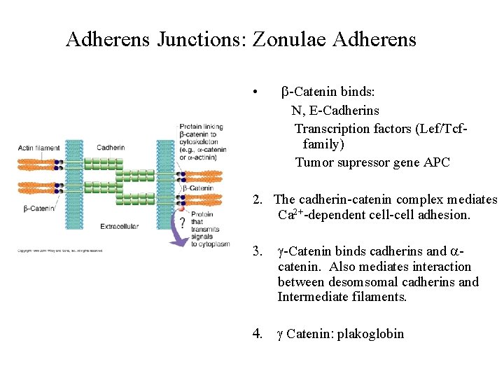 Adherens Junctions: Zonulae Adherens • b-Catenin binds: N, E-Cadherins Transcription factors (Lef/Tcffamily) Tumor supressor