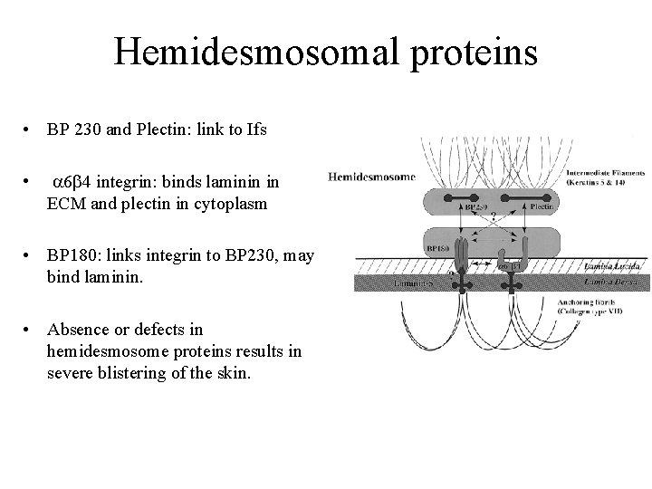 Hemidesmosomal proteins • BP 230 and Plectin: link to Ifs • a 6 b