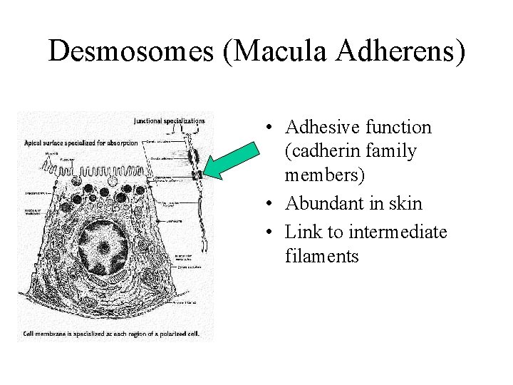 Desmosomes (Macula Adherens) • Adhesive function (cadherin family members) • Abundant in skin •