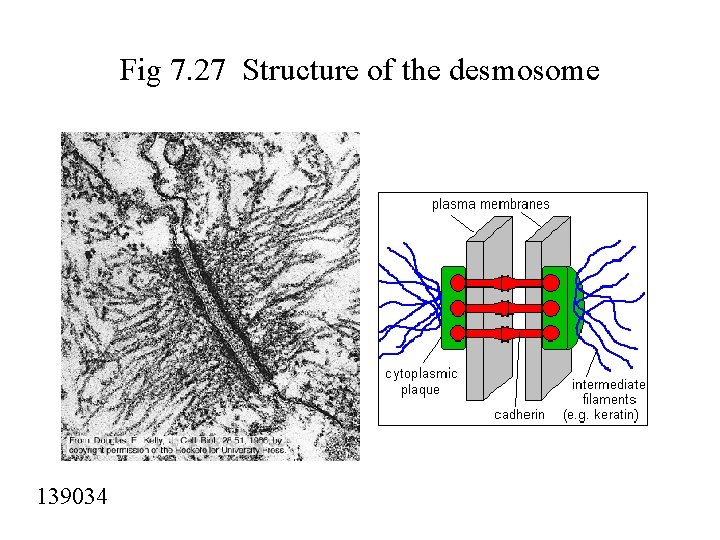 Fig 7. 27 Structure of the desmosome 139034 