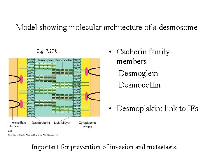 Model showing molecular architecture of a desmosome Fig. 7. 27 b • Cadherin family