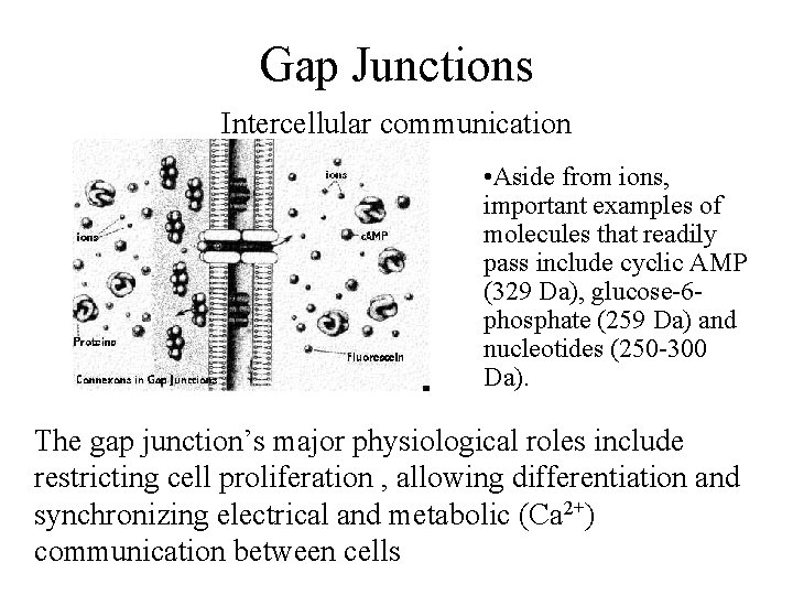 Gap Junctions Intercellular communication • Aside from ions, important examples of molecules that readily