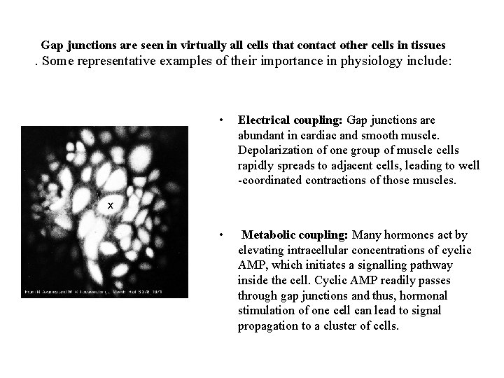 Gap junctions are seen in virtually all cells that contact other cells in tissues