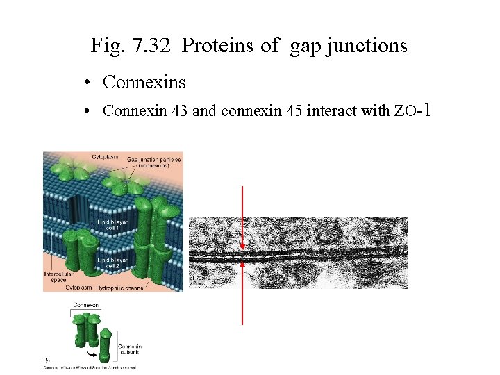 Fig. 7. 32 Proteins of gap junctions • Connexin 43 and connexin 45 interact