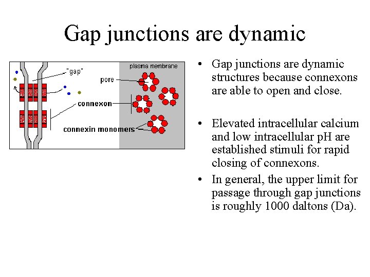 Gap junctions are dynamic • Gap junctions are dynamic structures because connexons are able