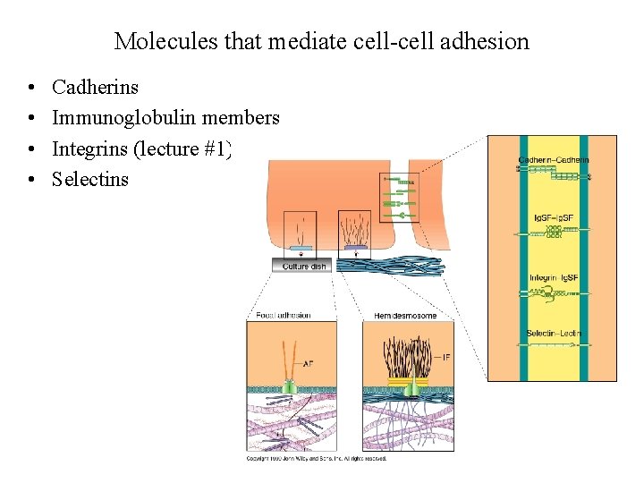 Molecules that mediate cell-cell adhesion • • Cadherins Immunoglobulin members Integrins (lecture #1) Selectins