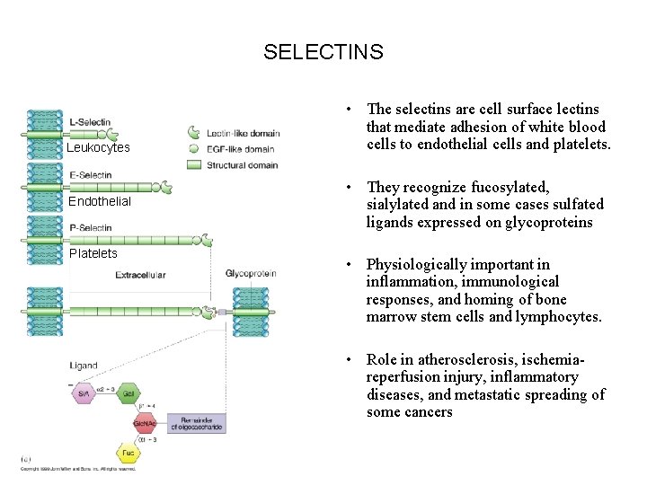 SELECTINS Leukocytes Endothelial Platelets • The selectins are cell surface lectins that mediate adhesion