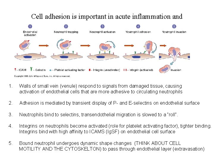 . acute inflammation and Cell adhesion is important in metastasis. Pg. 277 1. Walls