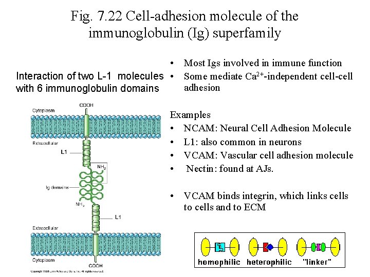 Fig. 7. 22 Cell-adhesion molecule of the immunoglobulin (Ig) superfamily • Most Igs involved