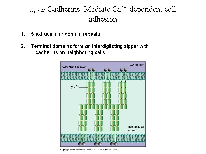 Fig 7. 23 Cadherins: Mediate Ca 2+-dependent cell adhesion 1. 5 extracellular domain repeats