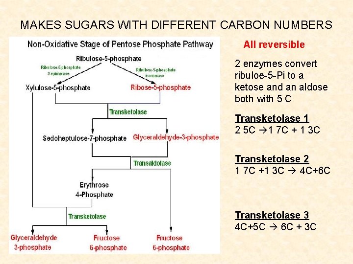 MAKES SUGARS WITH DIFFERENT CARBON NUMBERS All reversible 2 enzymes convert ribuloe-5 -Pi to