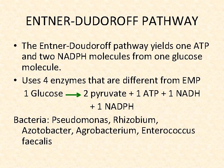 ENTNER-DUDOROFF PATHWAY • The Entner-Doudoroff pathway yields one ATP and two NADPH molecules from