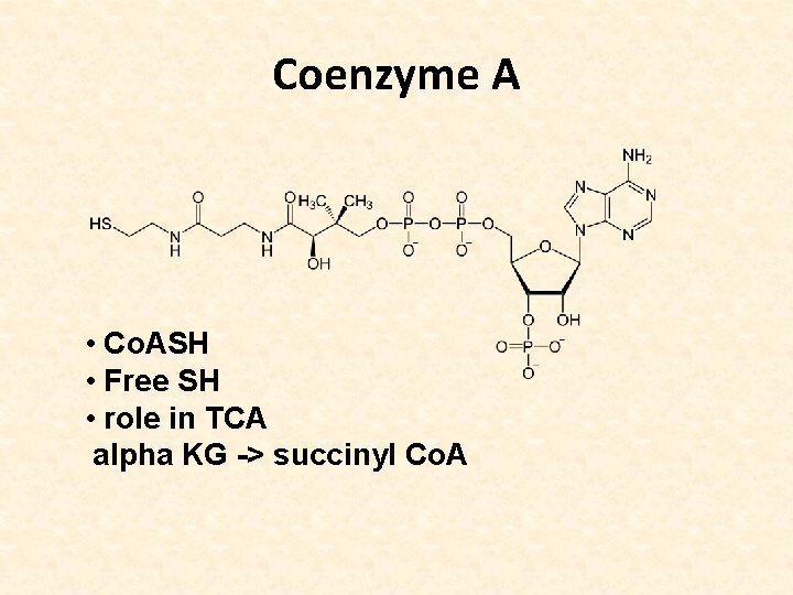 Coenzyme A • Co. ASH • Free SH • role in TCA alpha KG